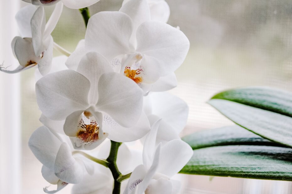 orchidee languedoc orchidee gard