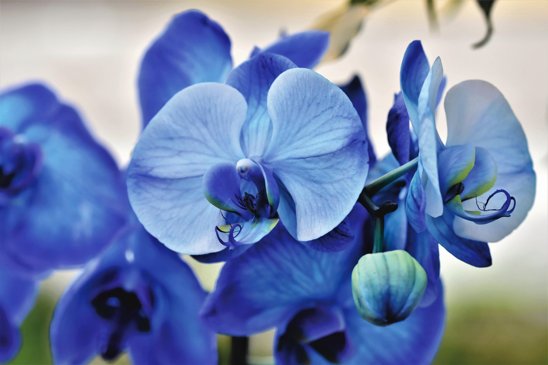 orchidee languedoc gard  bleue