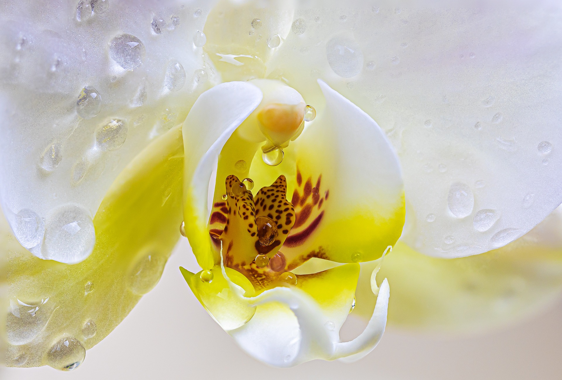 orchidee languedoc gard jaune