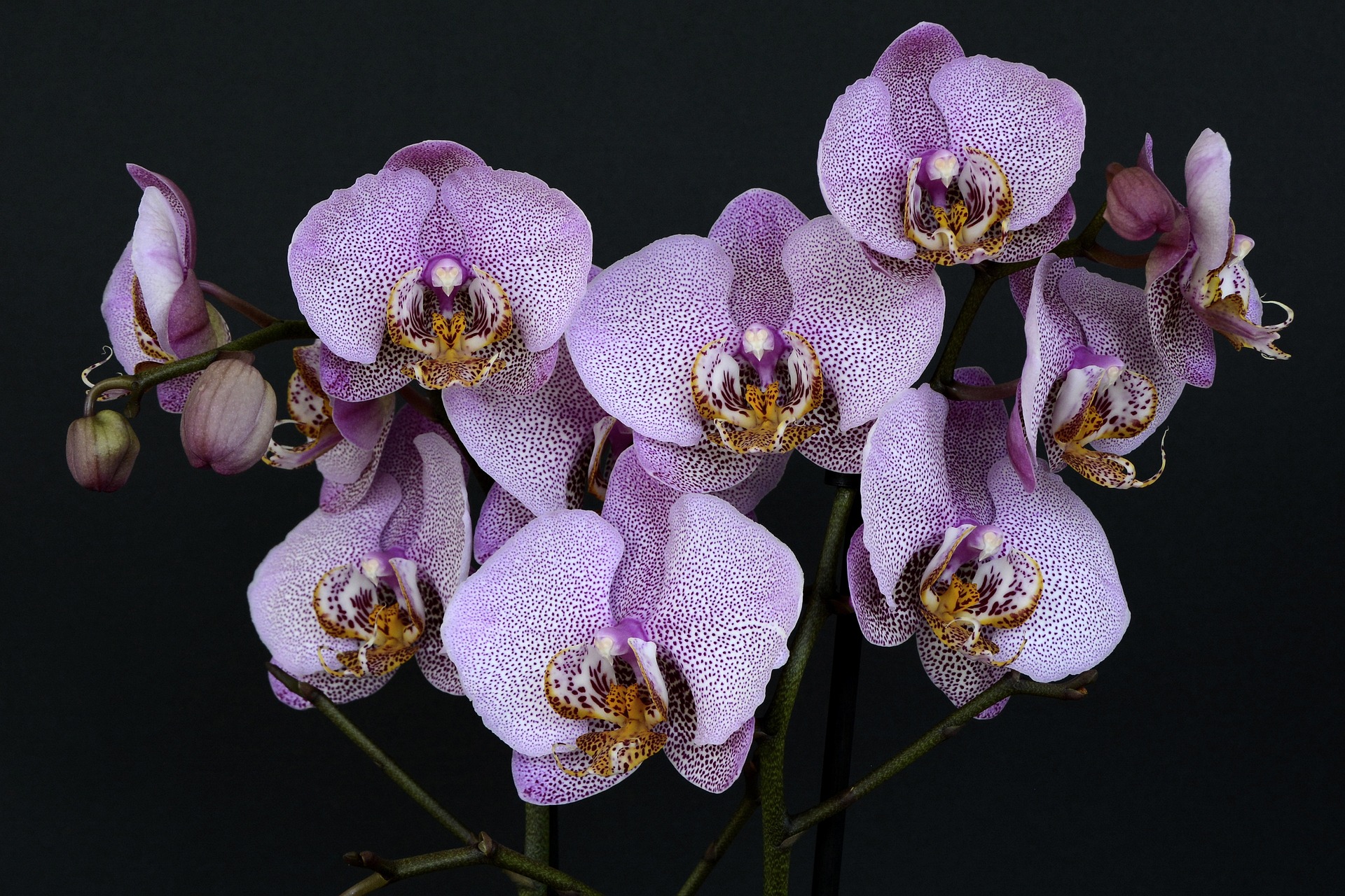 orchidee languedoc gard  violette