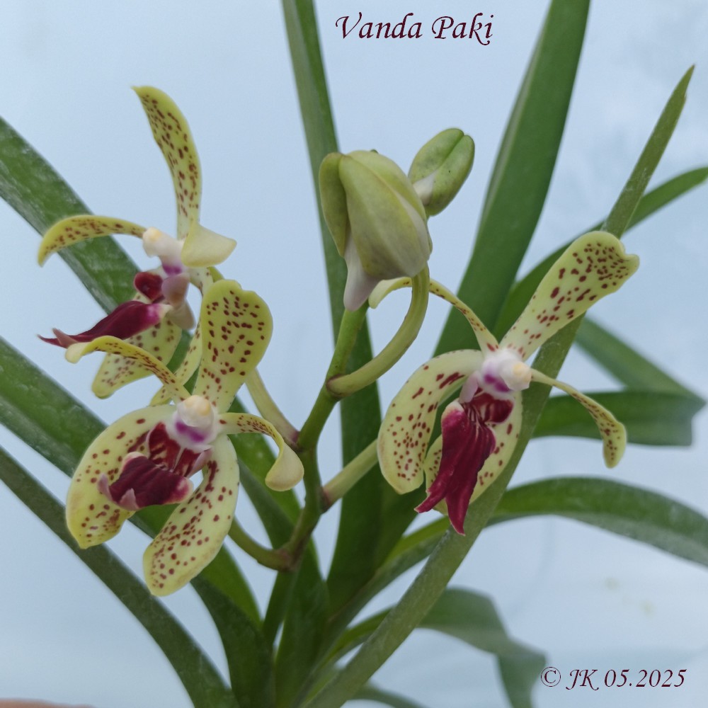 Vanda Paki de Julie