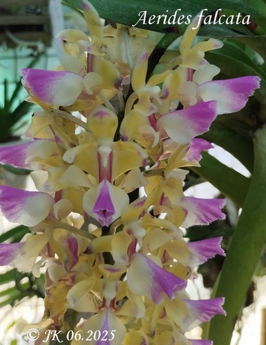 Les orchidée de Julie