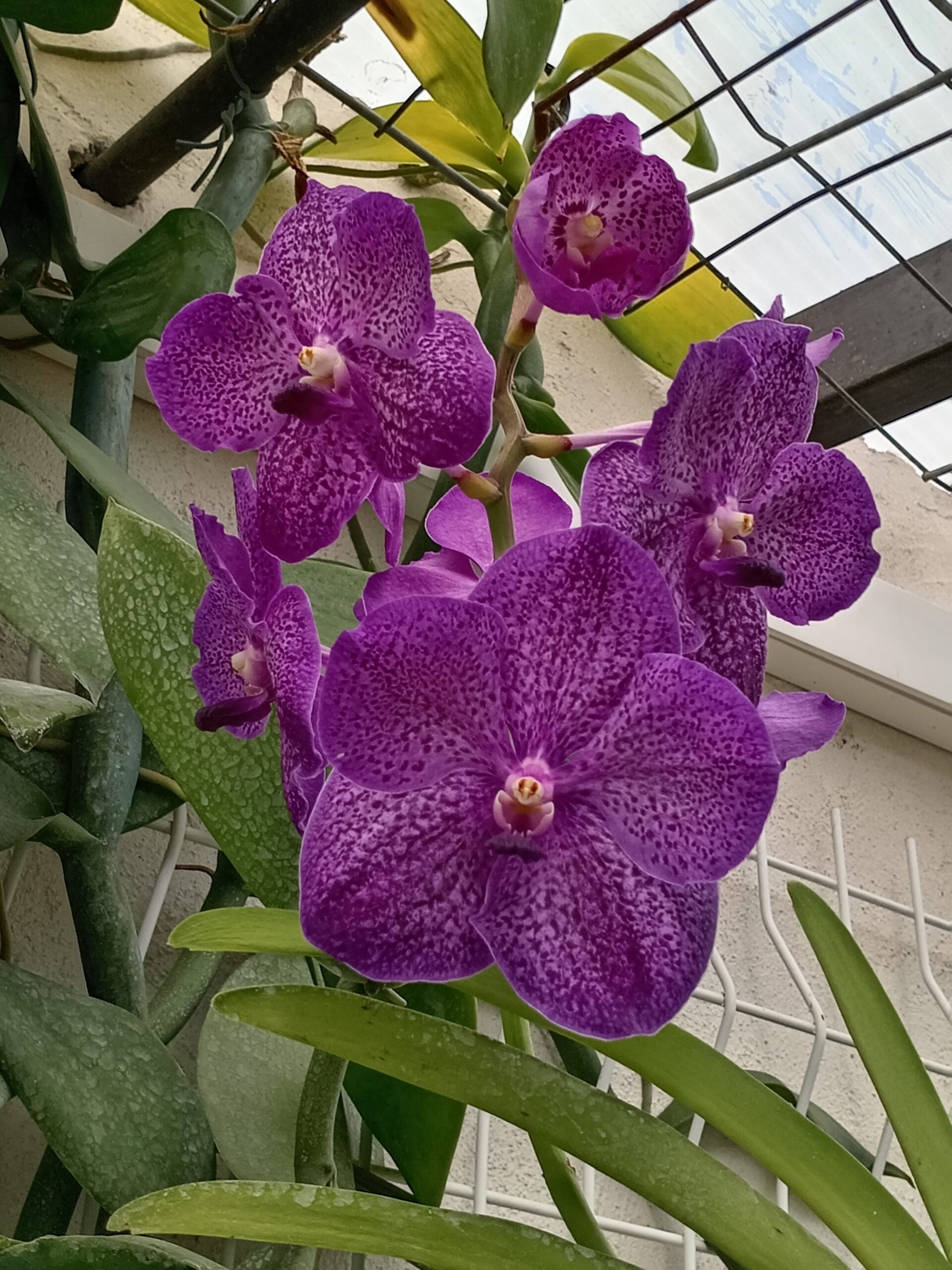 Les orchidées de Brigitte