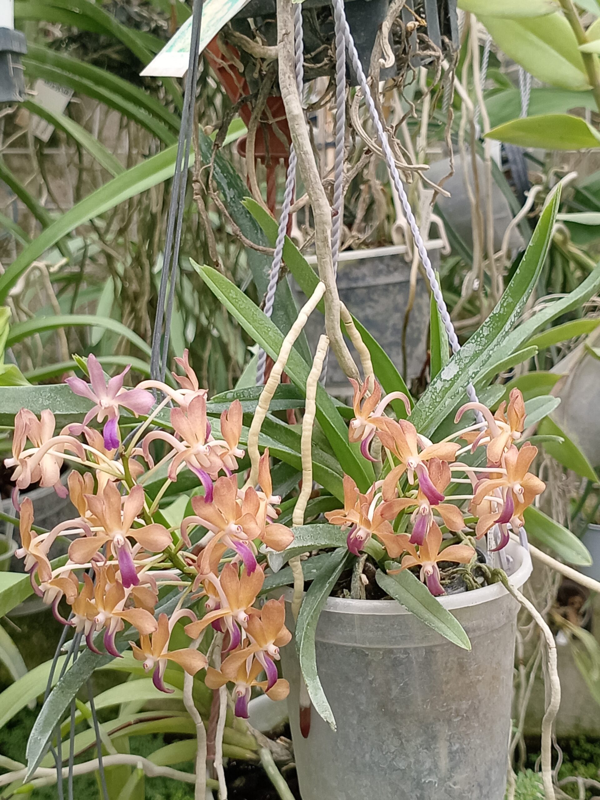 Les orchidées de Brigitte