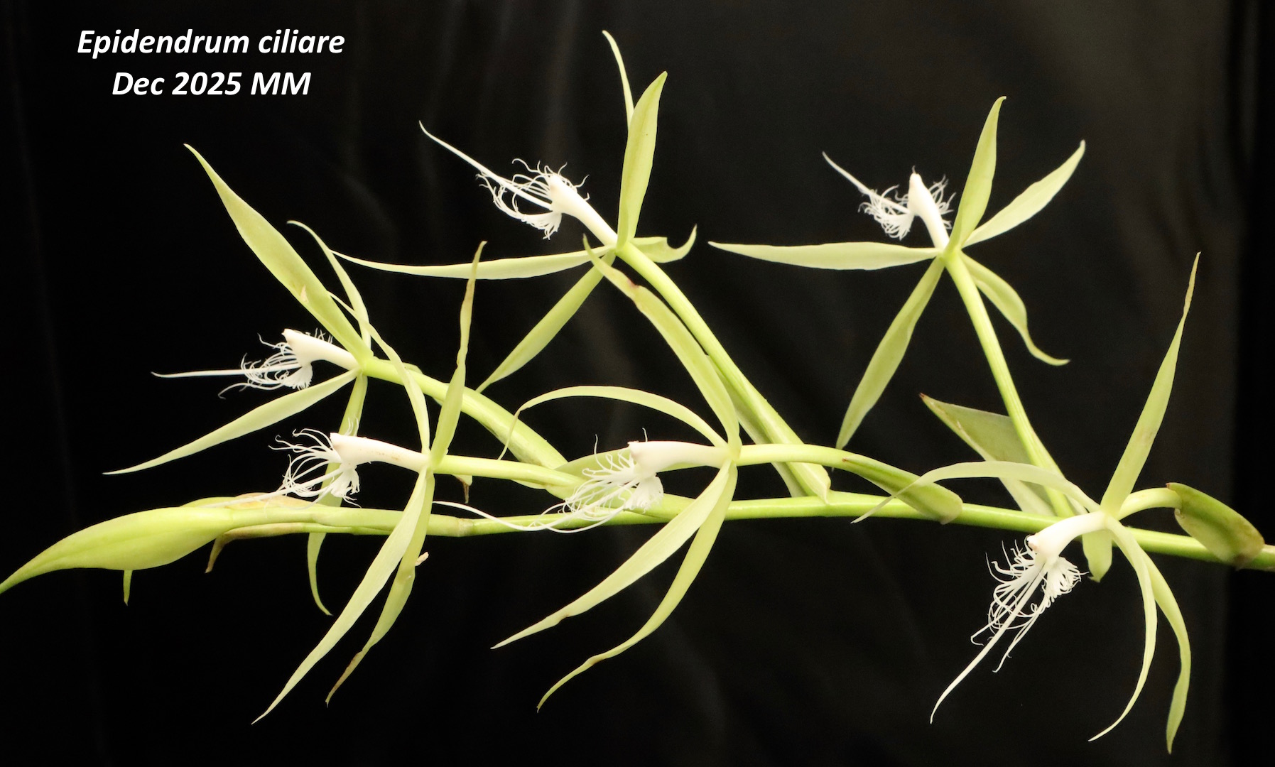 Les orchidées de Maryse et Hedwige