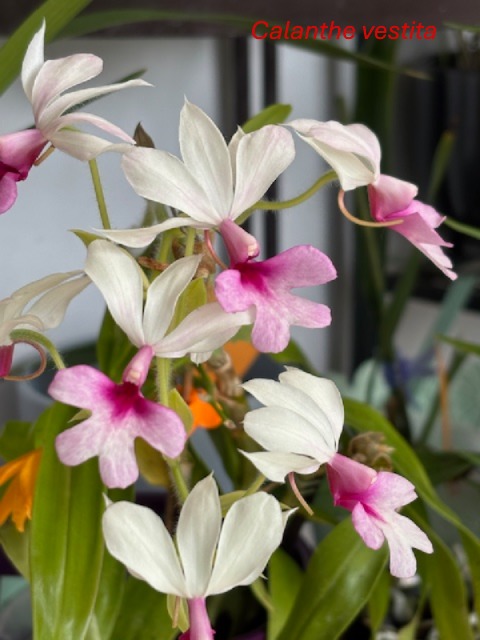 Les orchidées de Joëlle