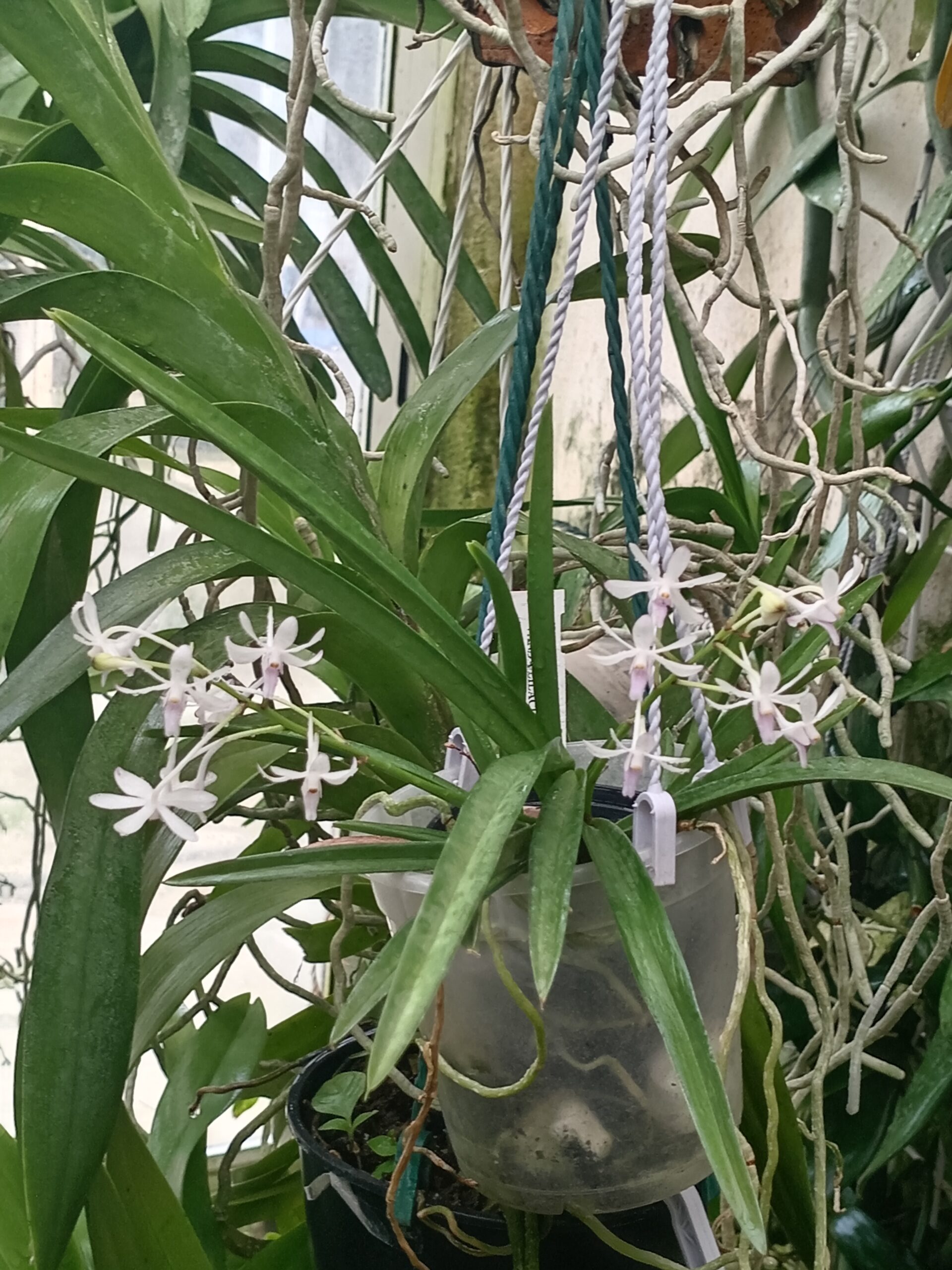 Les orchidées de Brigitte