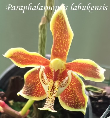 Les orchidée de Julie