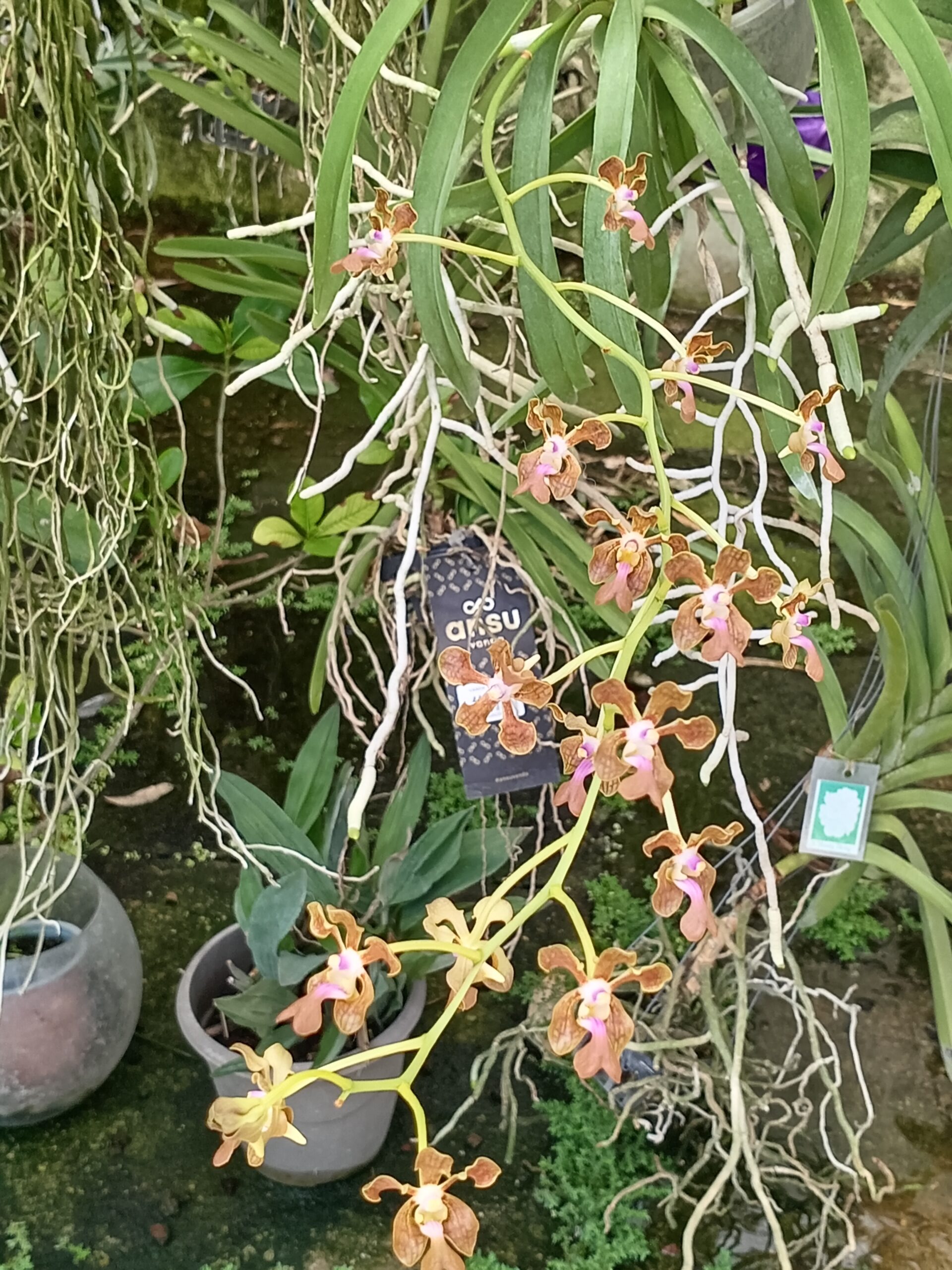 Les fleurs de Brigitte