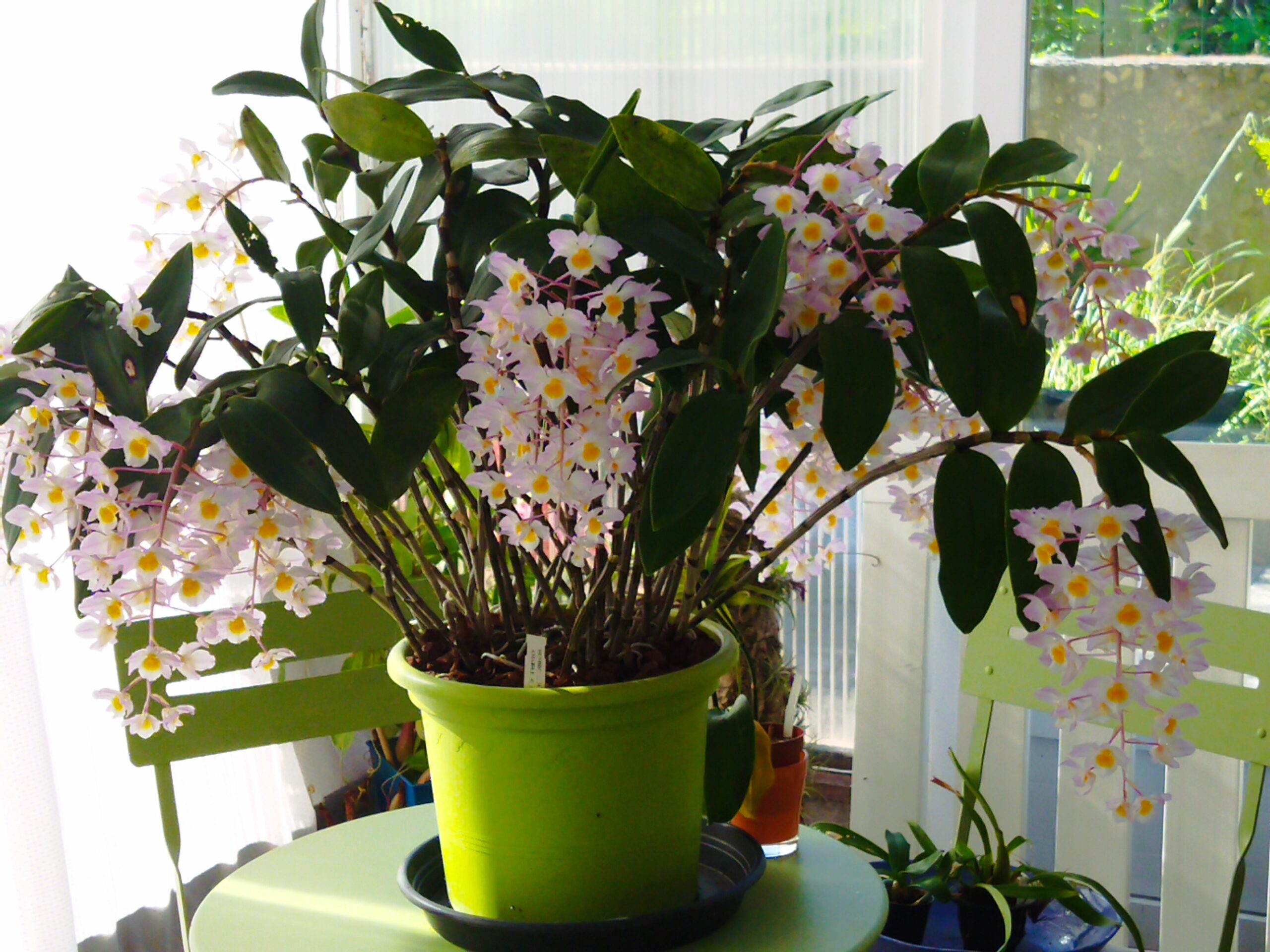 Les dendrobiums de  Jean Michel