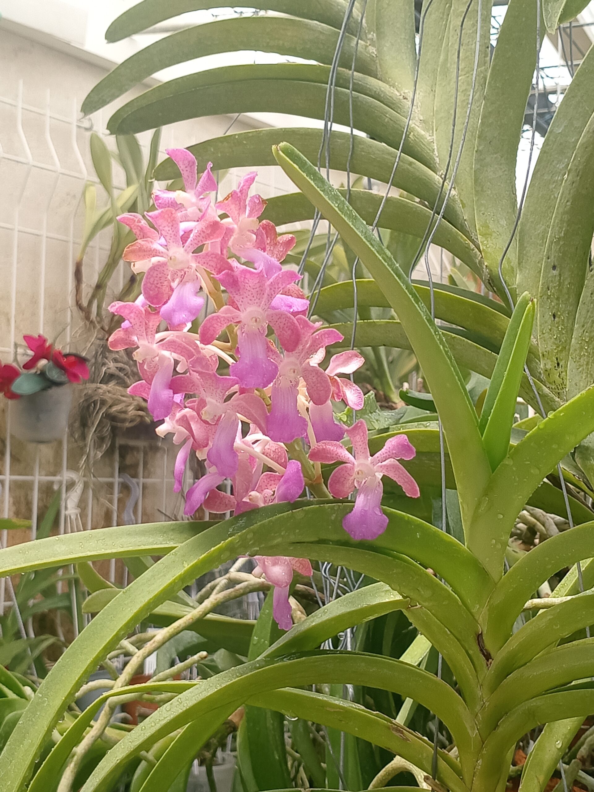 Les orchidées de Brigitte