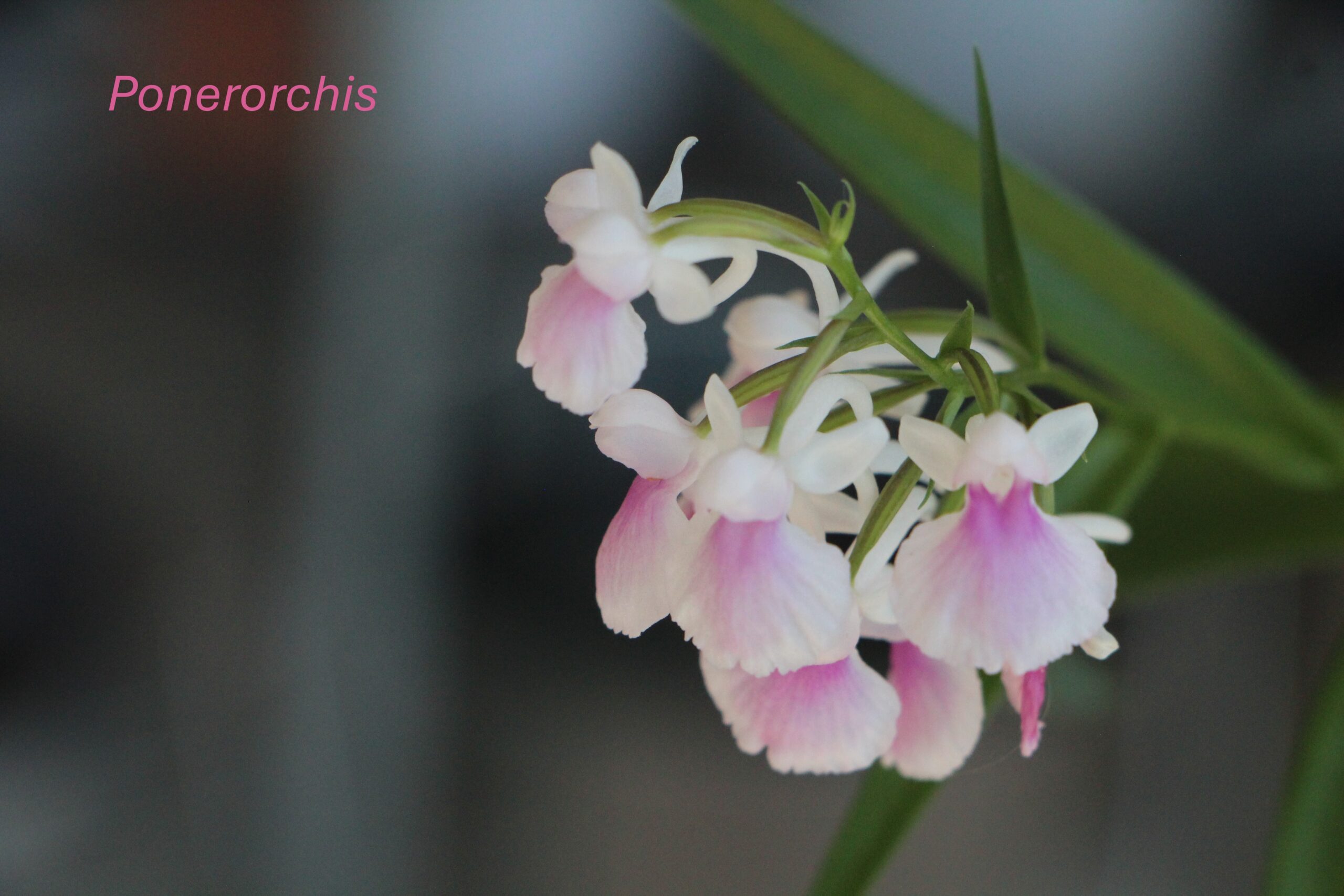 Les orchidées de Joëlle
