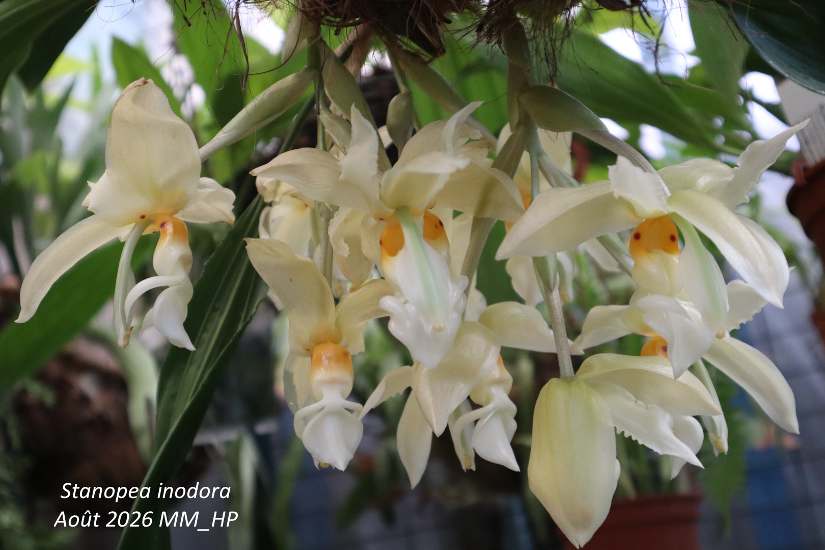 Les orchidées de Maryse et Hedwige