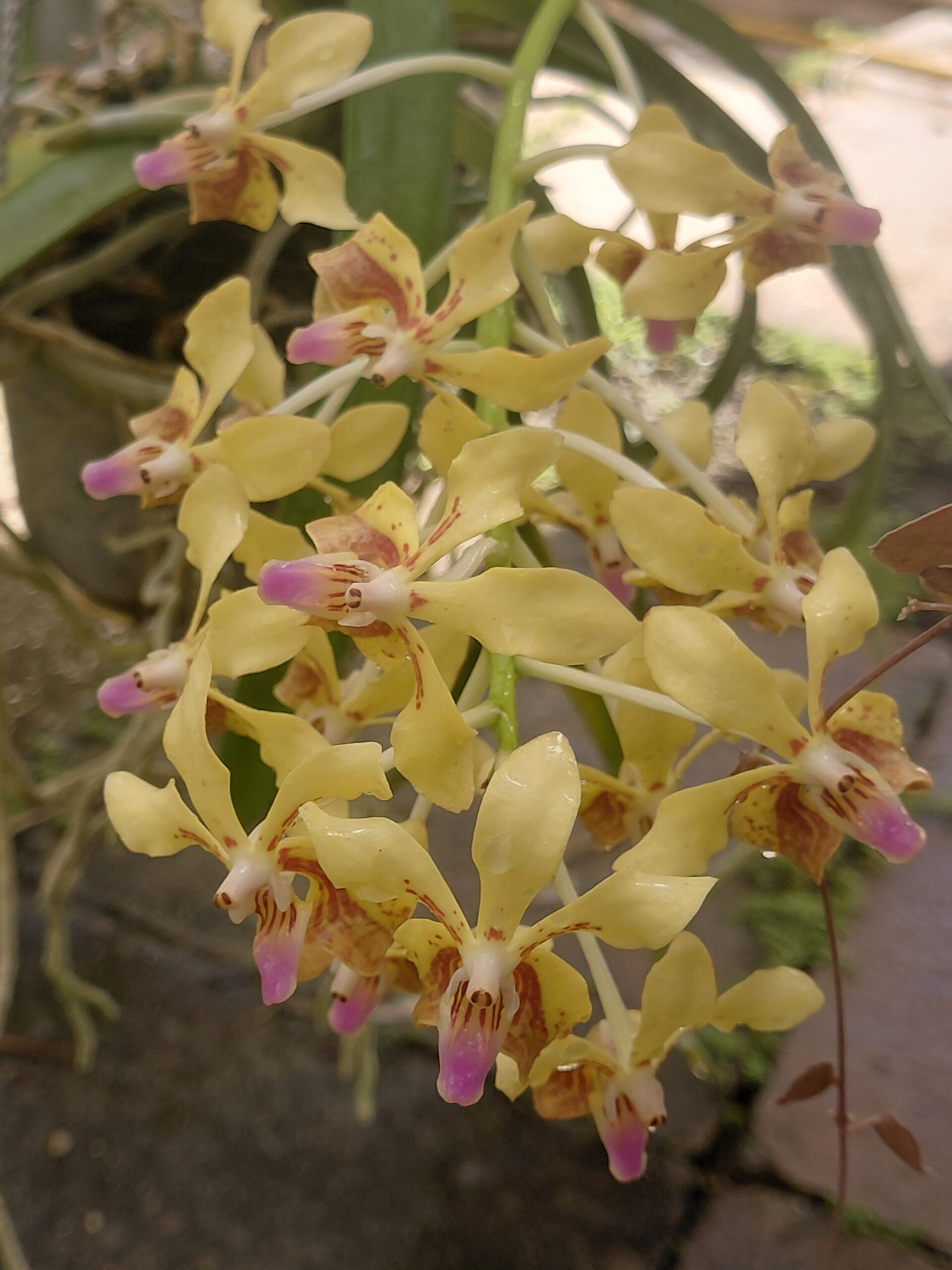 Les orchidées de Brigitte